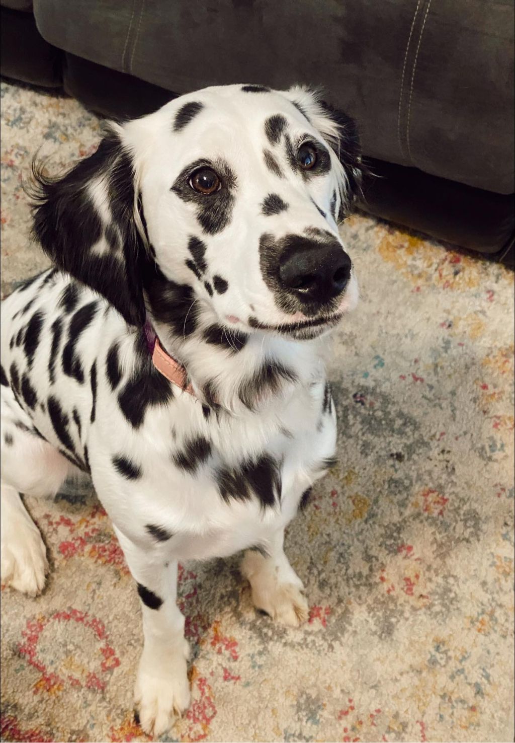 Dottie was in our Deaf Dog Program