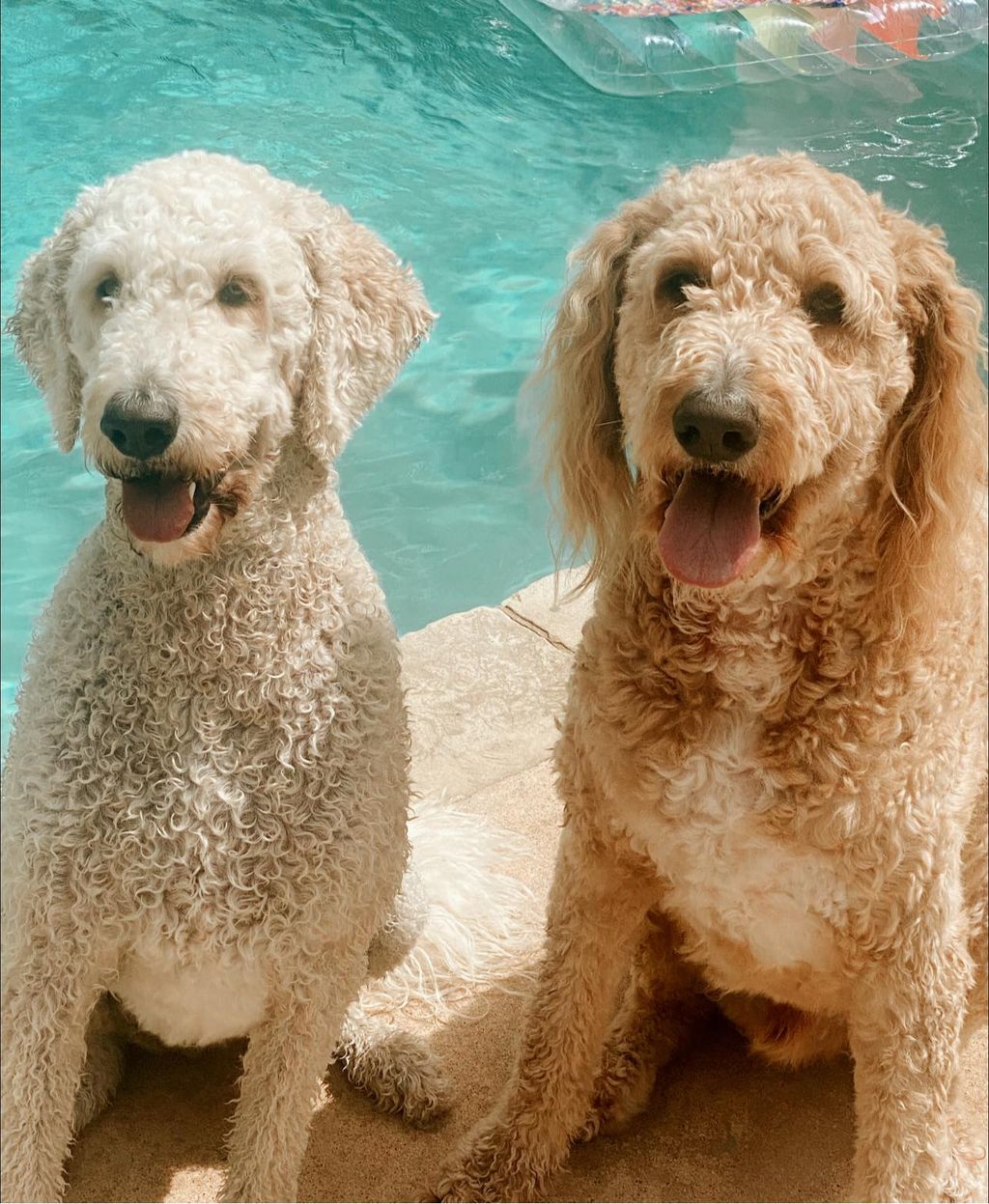 Bella and Codie