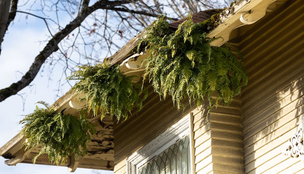 plants sprouting out of dirty gutters