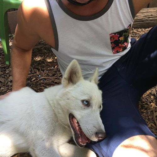 Volunteer work at a wolf rescue down in Miami 