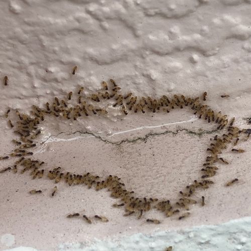 Sugar Ants Feeding on Bait 