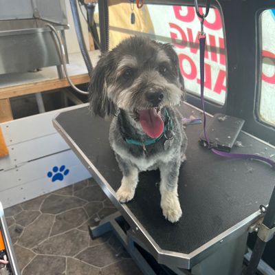 mobile dog grooming jobs near me