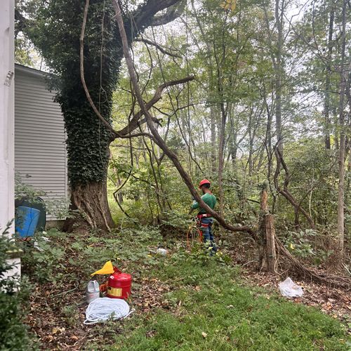 Tree Trimming and Removal