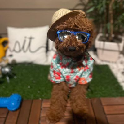 Avatar for K-9 LOGIC LLC