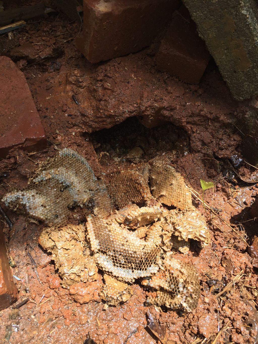Yellow Jacket Nest Treatment & Removal