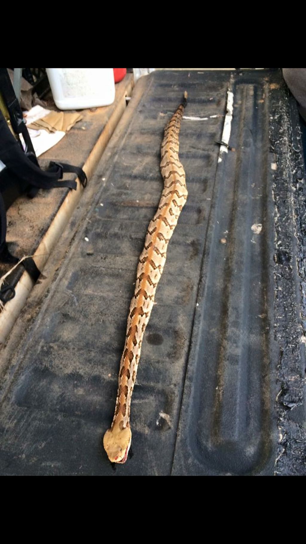 Snake Removal