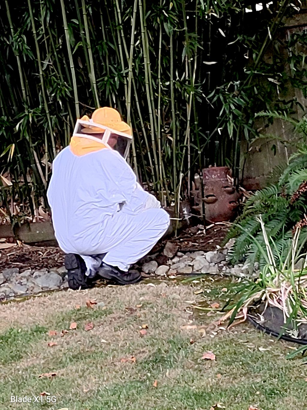 treating yellow jacket nest 