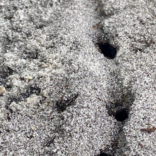 Close up of Big Headed Ants trails 