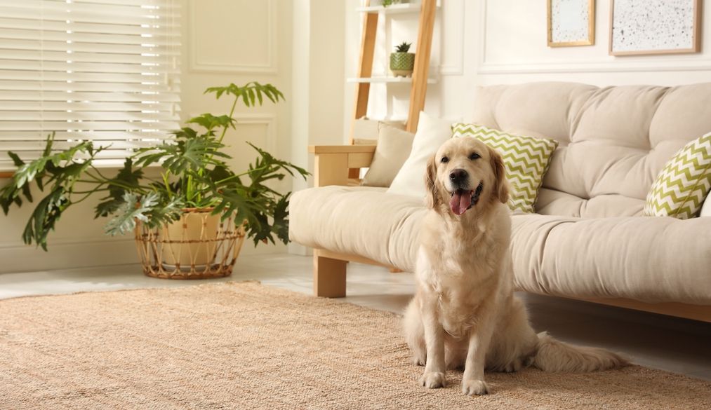 clean home with dogs