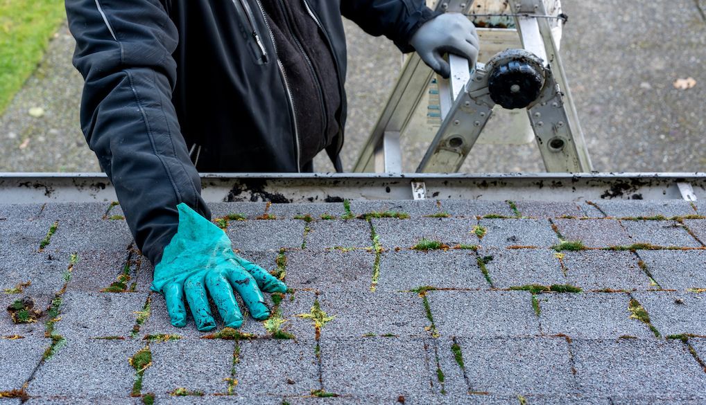 moss on roof shingles