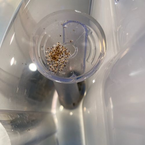 Don't let sugar ants nest in your coffee maker 