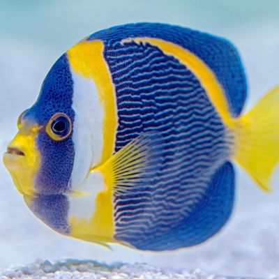 Avatar for Wright Aquarium Services