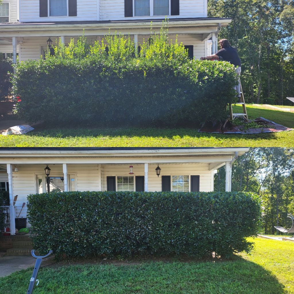 Shrub Trimming and Removal