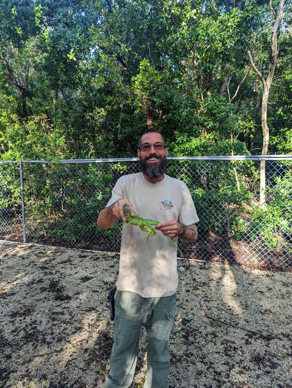 Iguana removal