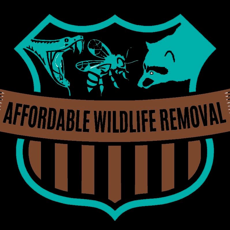 Affordable Wildlife Removal