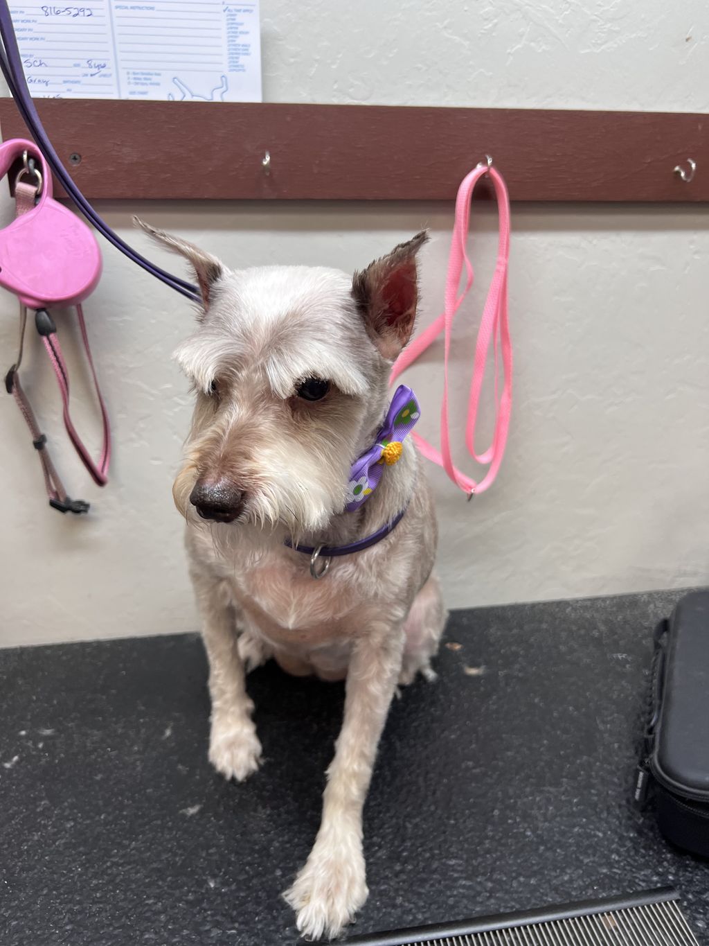 She gave me lots of love after her groom. 
