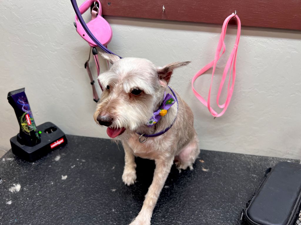 Happier with a haircut and bath. 