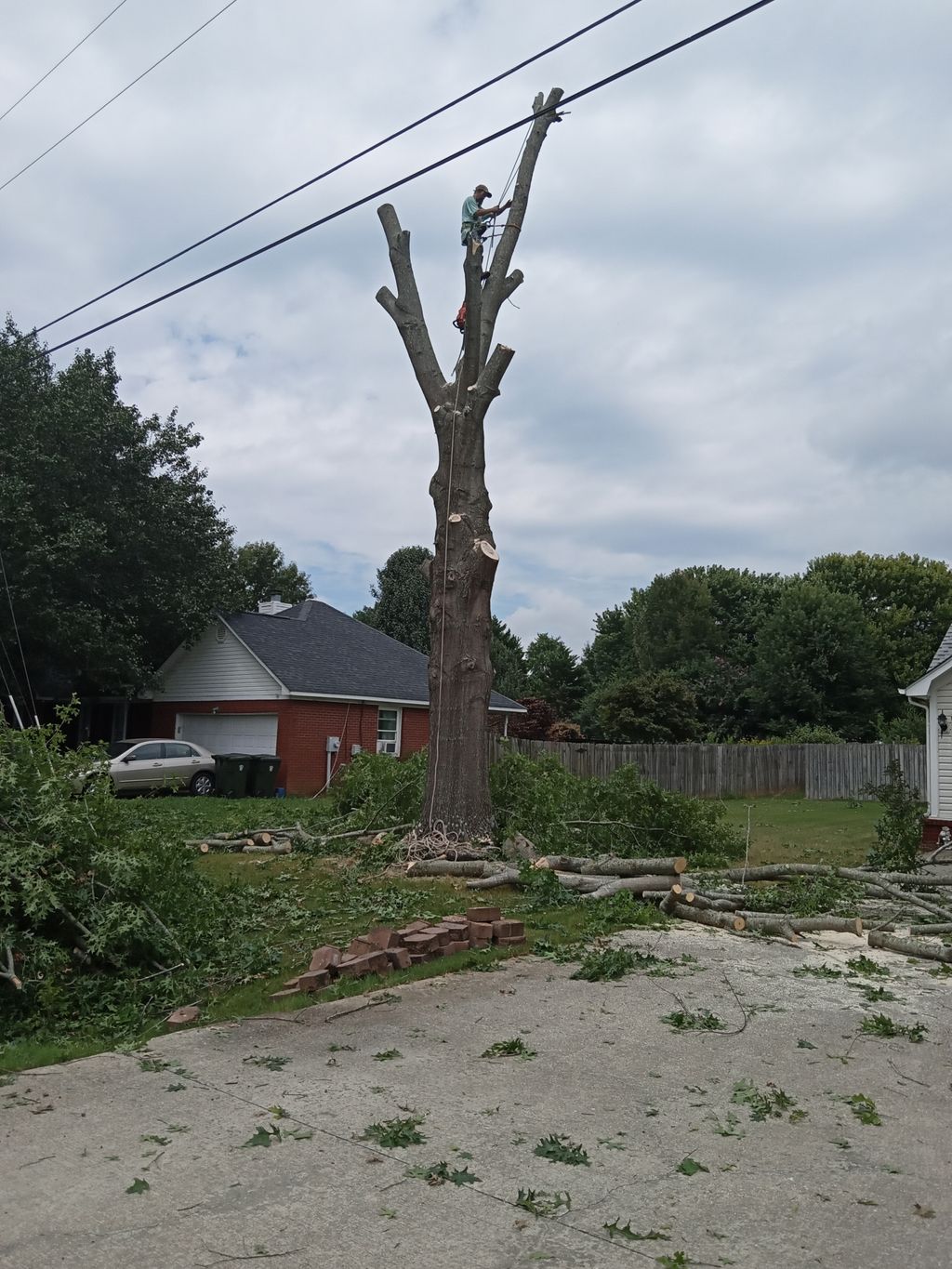 Tree Stump Grinding and Removal