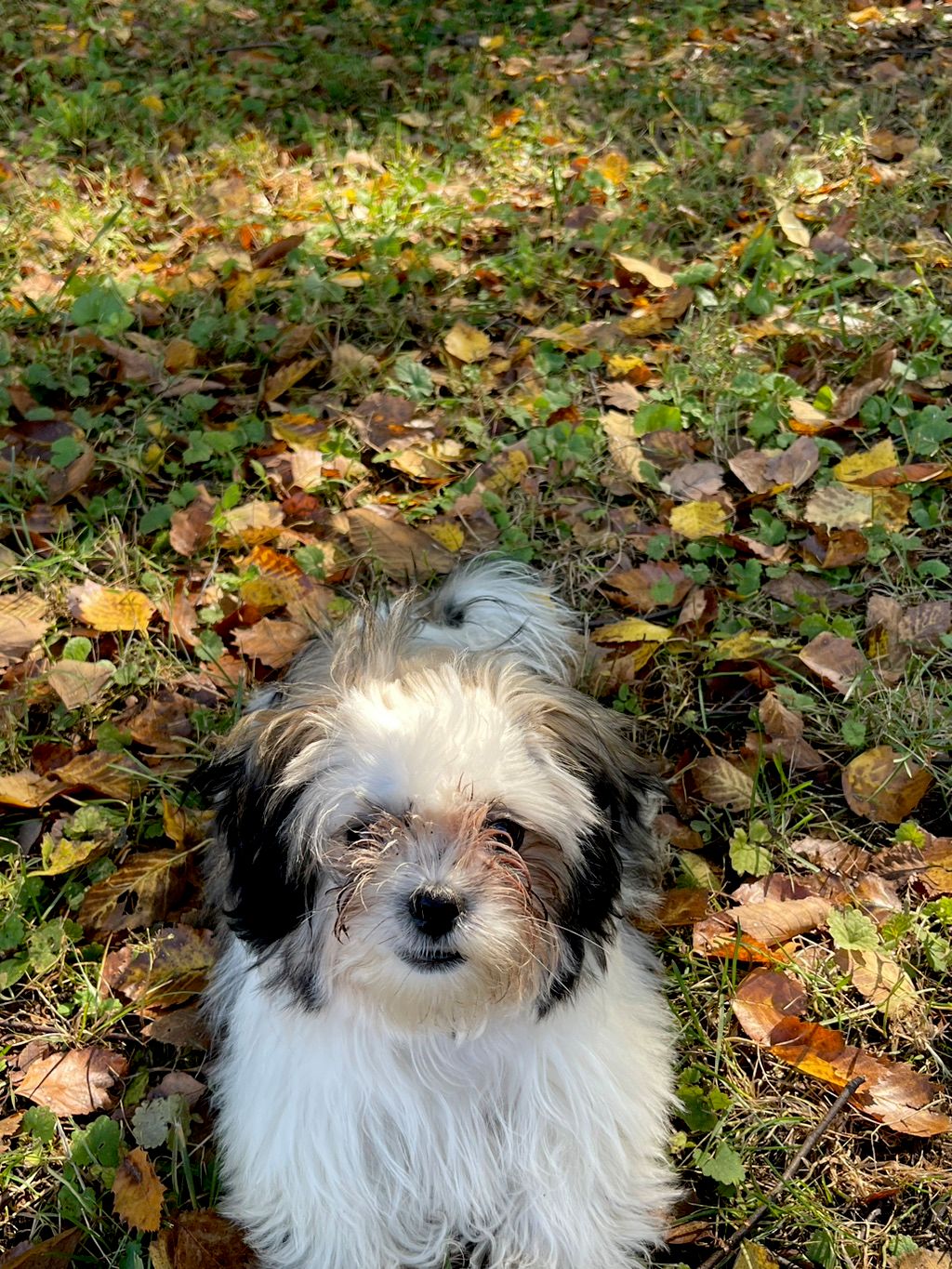 Daisy after 4 training sessions