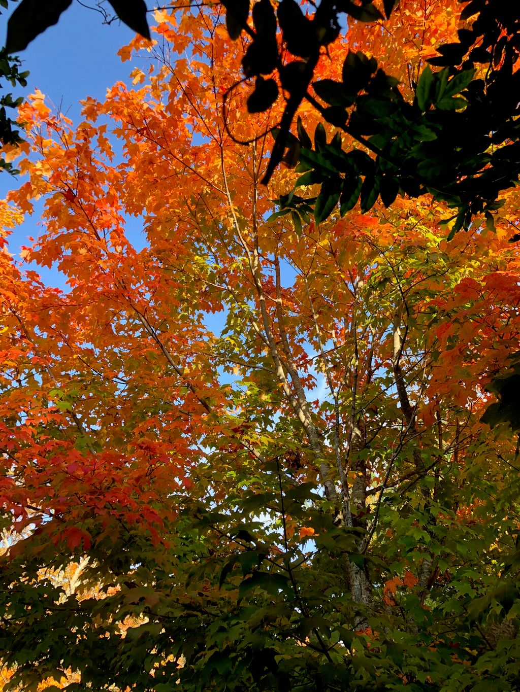 Maine, 10/12/22. I’m available for a fall wedding 
