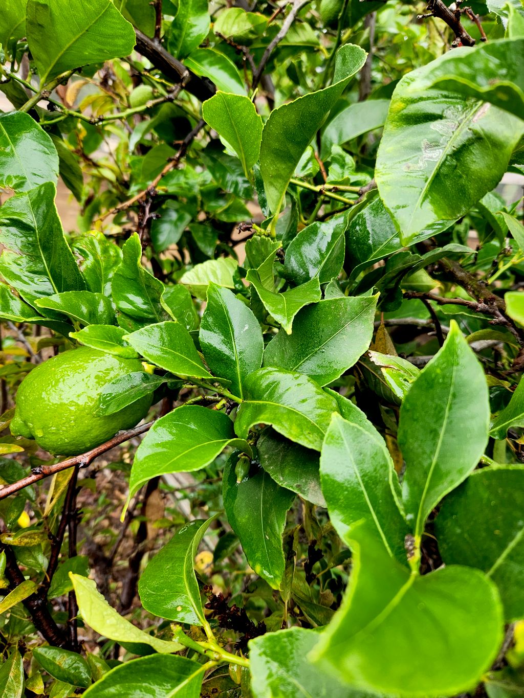 Check the effect of our compost on citrus trees