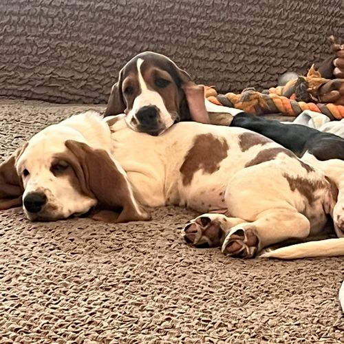 We adopted two Basset hounds puppies month ago did