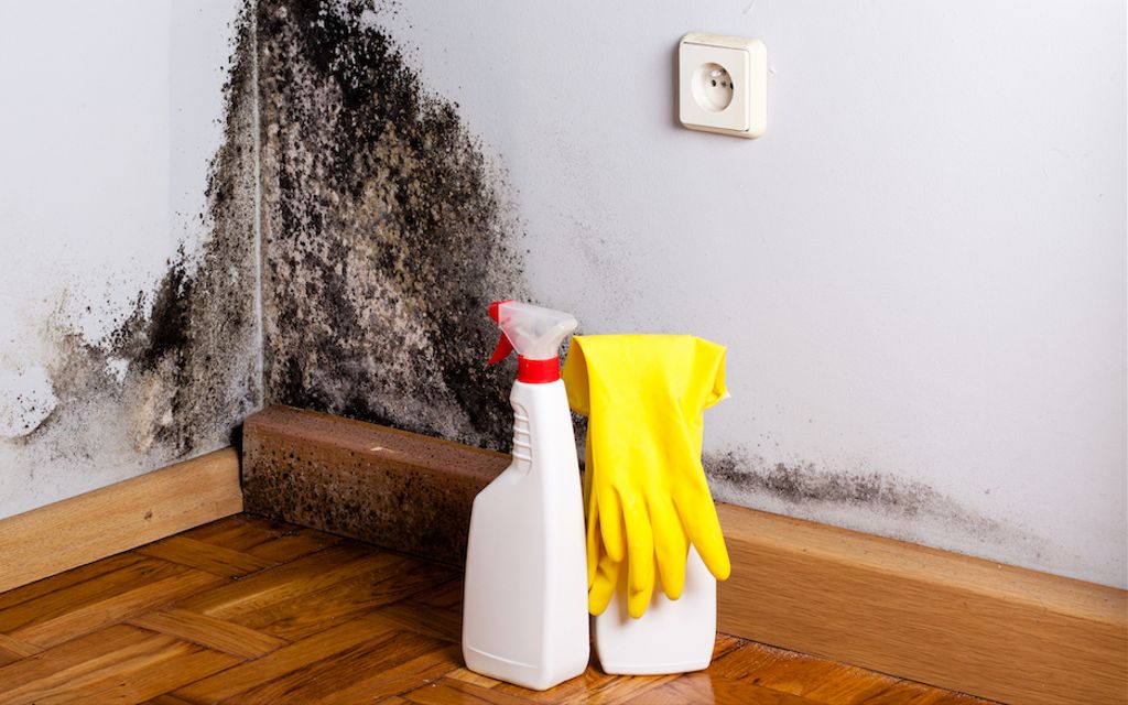 How much does mold removal cost?