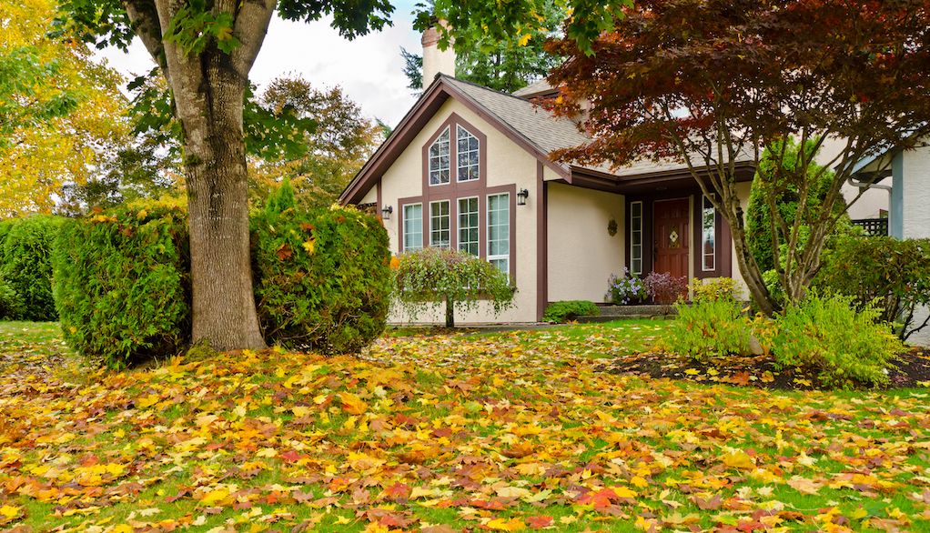 fallen autumn leaves on front lawn