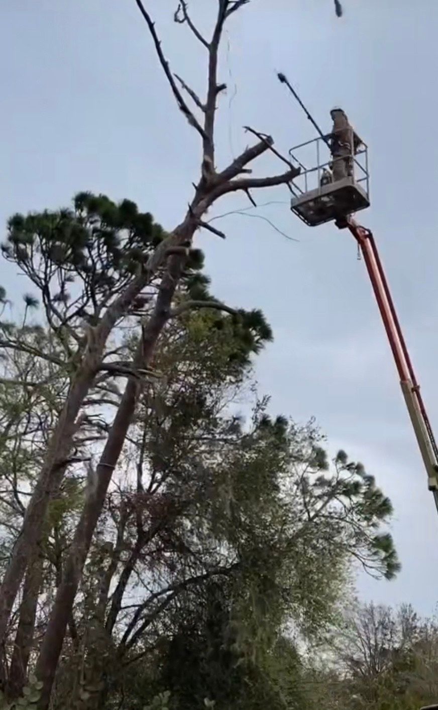 Tree Stump Grinding and Removal