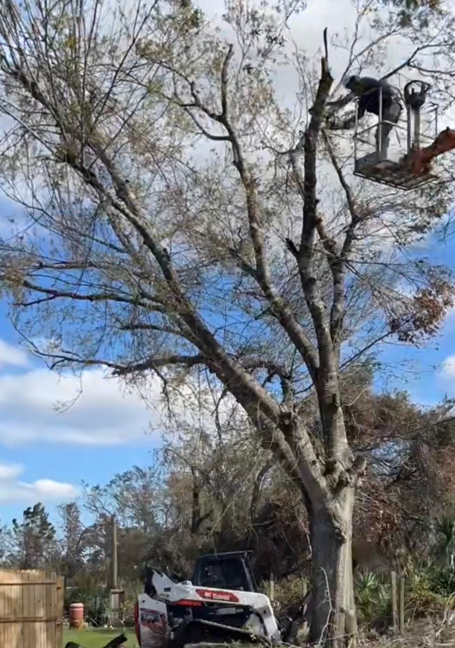 Tree Stump Grinding and Removal