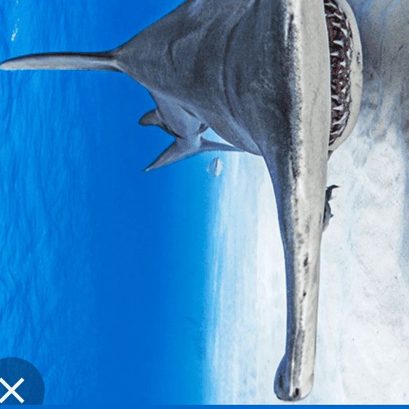 Hammerhead home maintenance