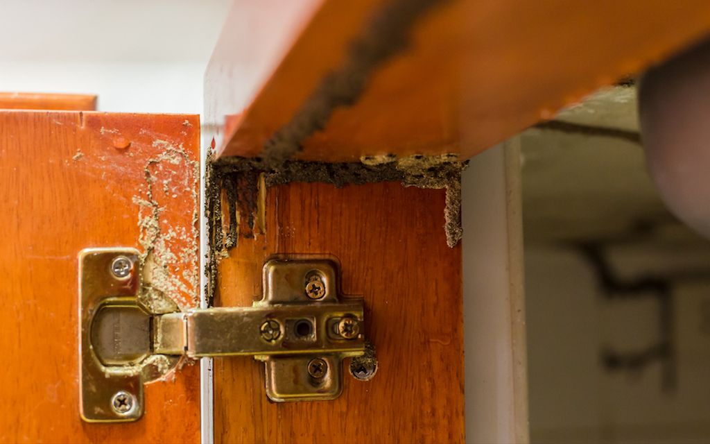 How much does termite treatment cost?