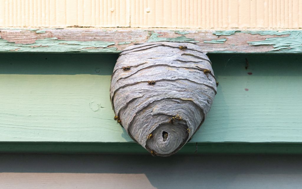 How much does beehive removal cost?