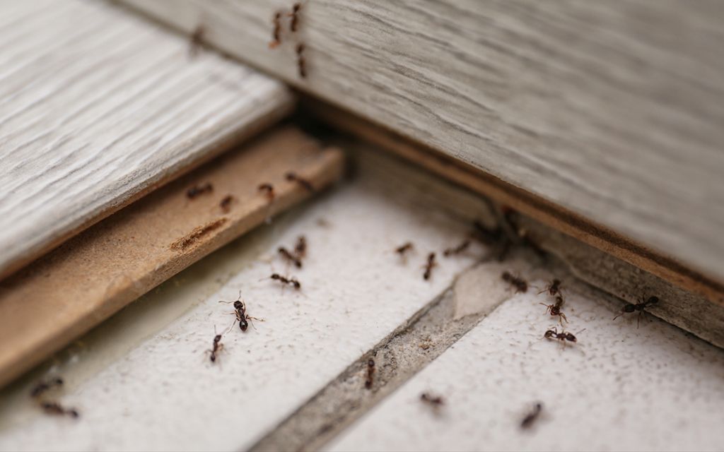 How much does it cost to exterminate ants?