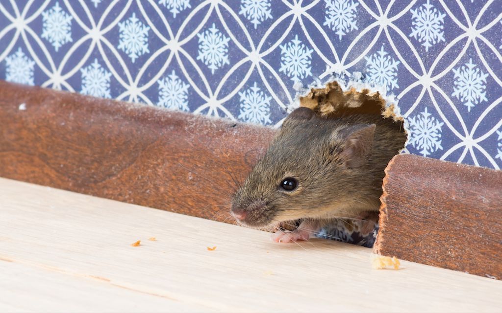 How much does rodent removal cost?