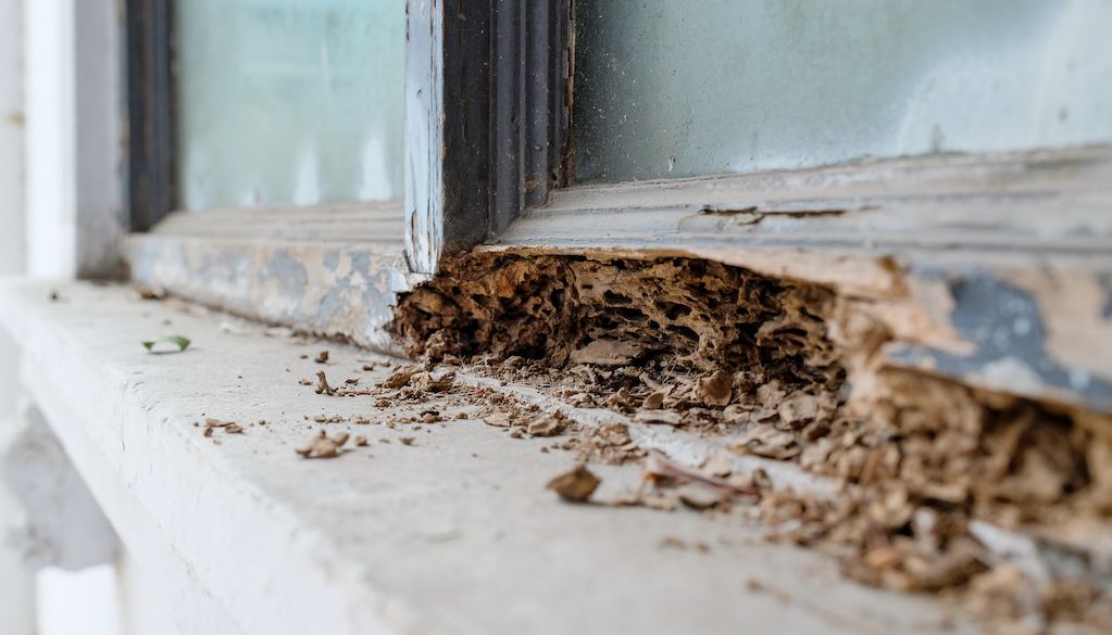 How to get rid of termites.
