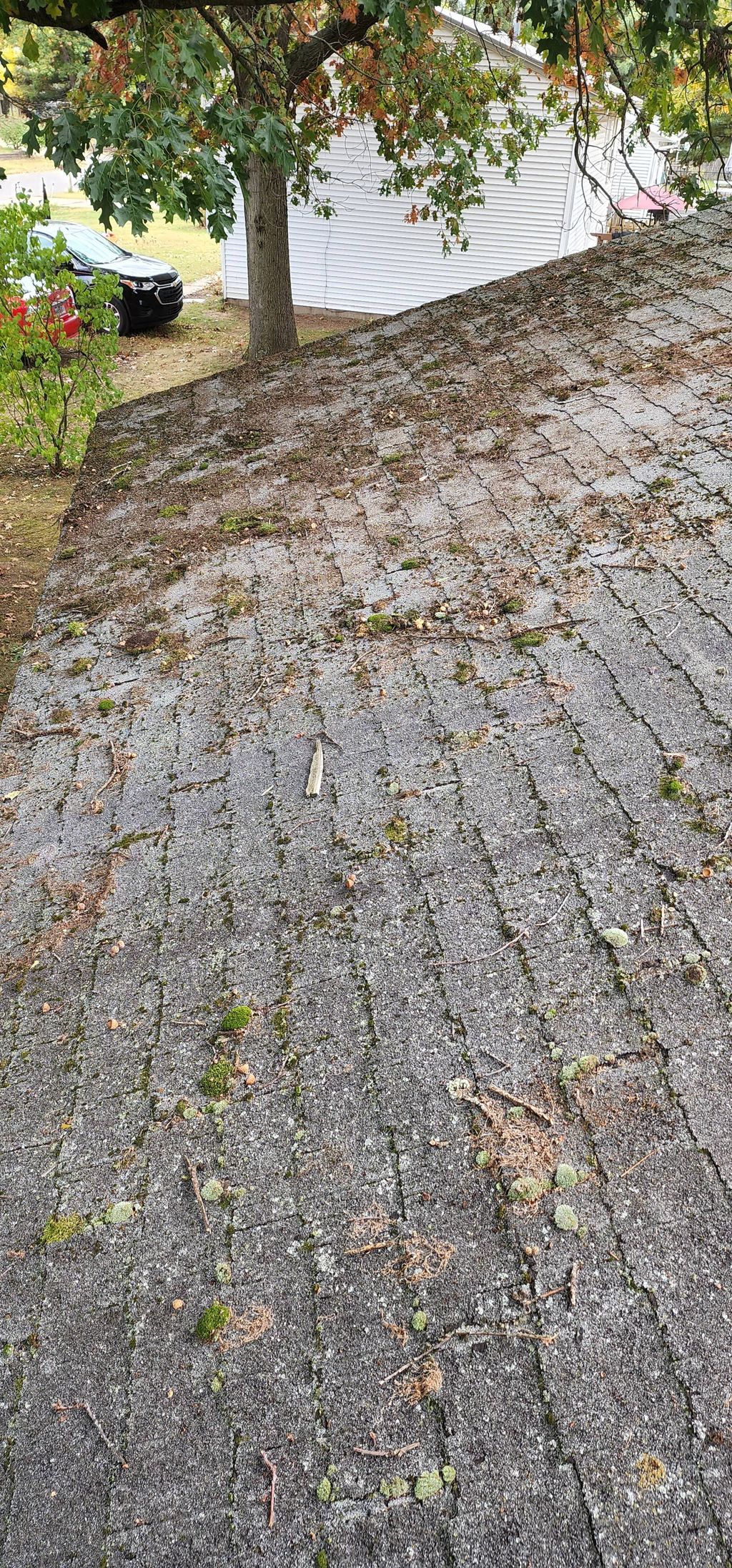 Before: Overtaken by mold and organic growth