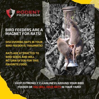 Having Rat Issues ? Call ³²³⁻⁴⁹⁹⁻³⁹¹⁶