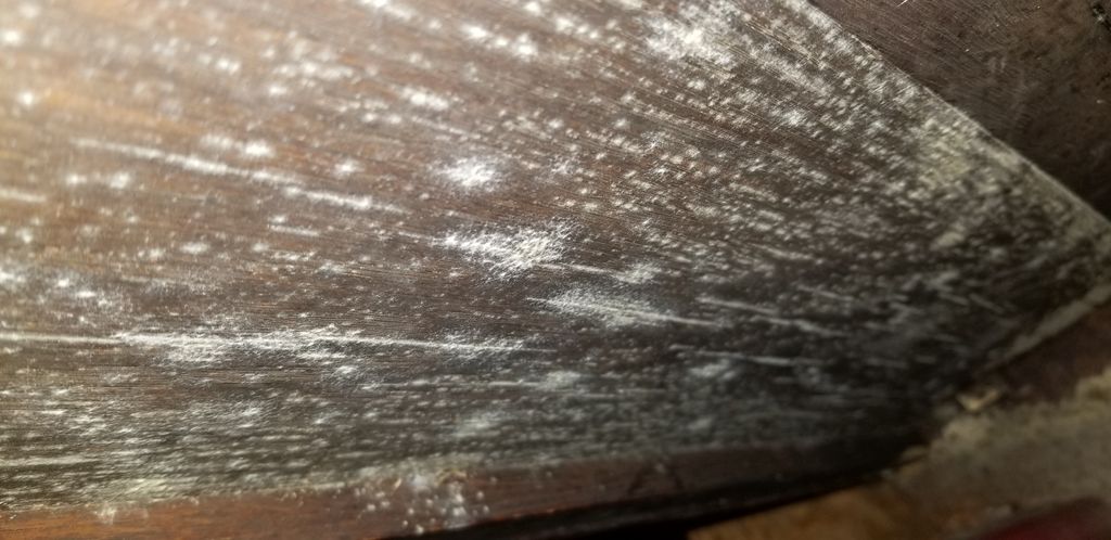 Some white mold remediation