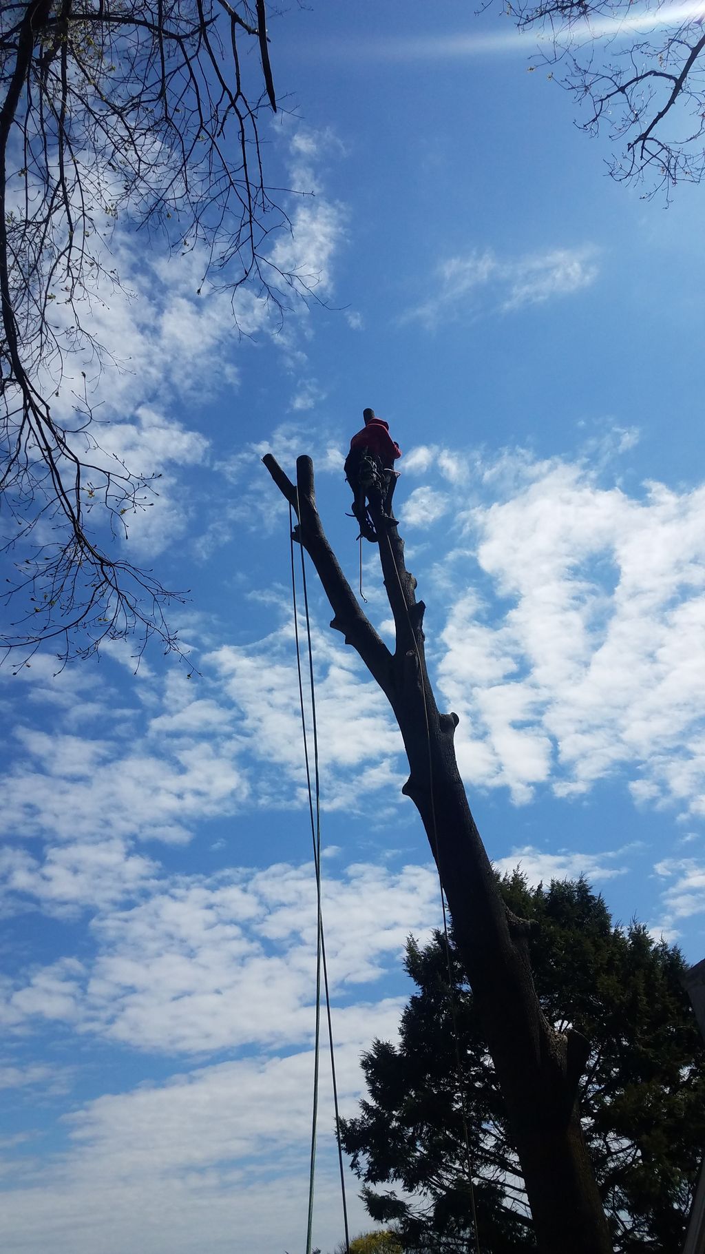 Eddy B Landscaping and Tree Services
