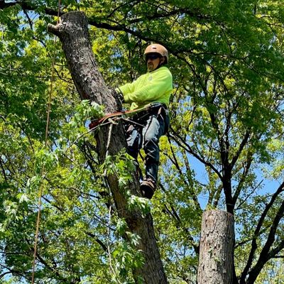 Avatar for JL Absolute Tree Service LLC