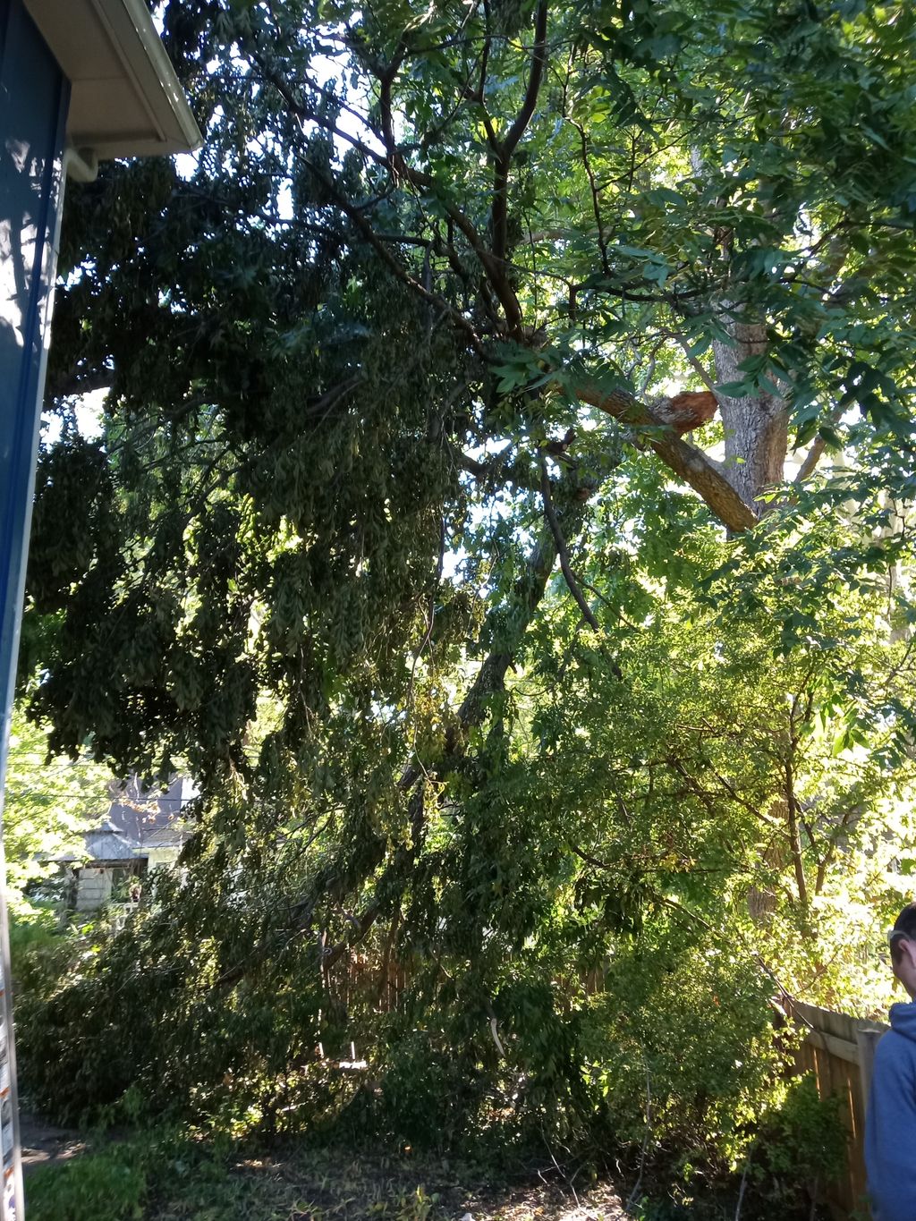 Tree Trimming and Removal