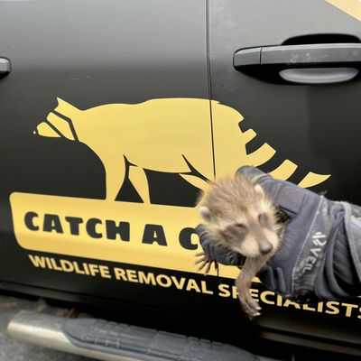 Avatar for Catch A Critter LLC Wildlife Removal Specialists