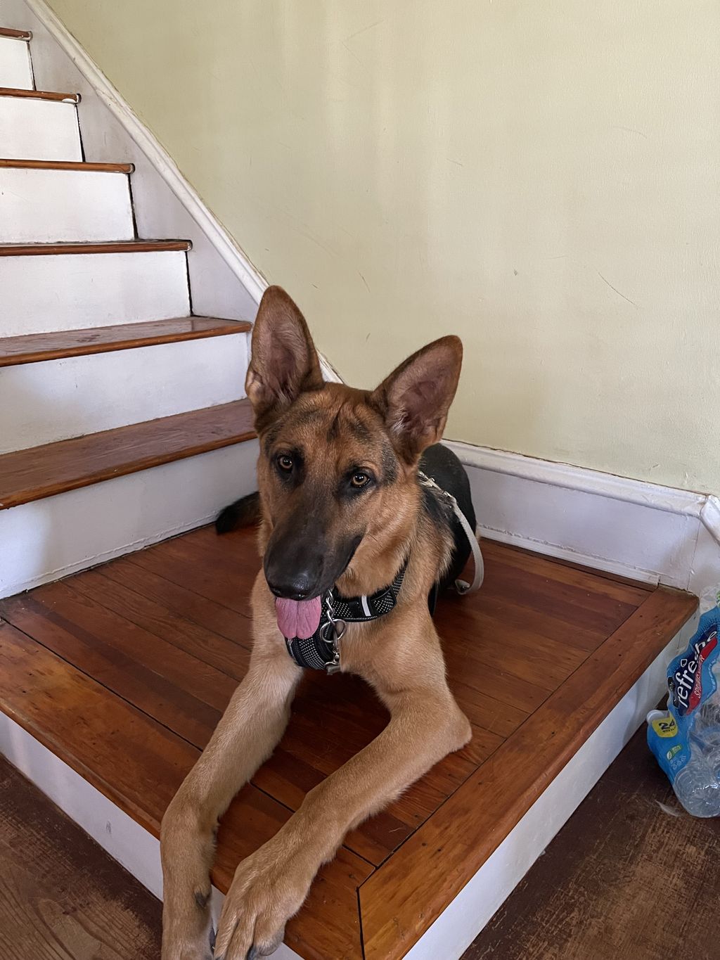 Gus after a quick afternoon of leash and command w
