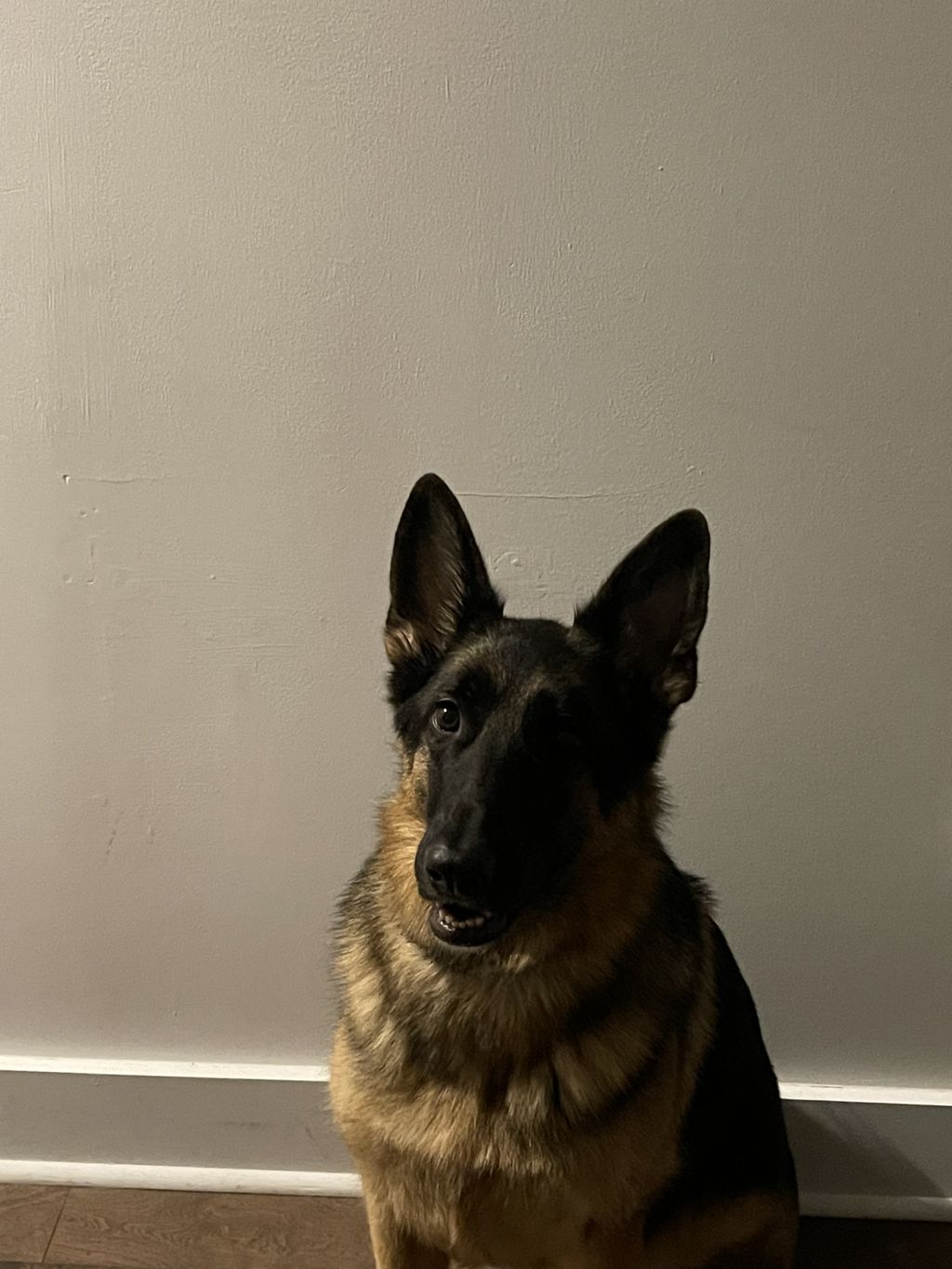 Kona on her way to her earning her Service Vest
