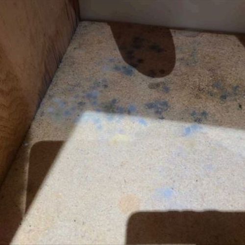 Blue mold under leaky sink