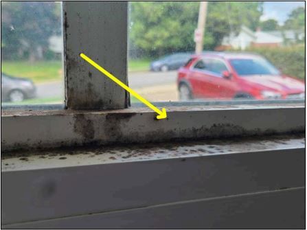 Mold growing at window