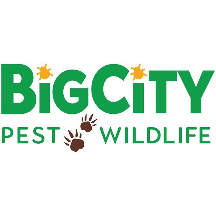 Big City Pest and Wildlife