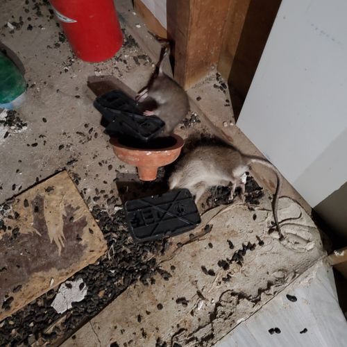 Rodent Clean Out service for basement 