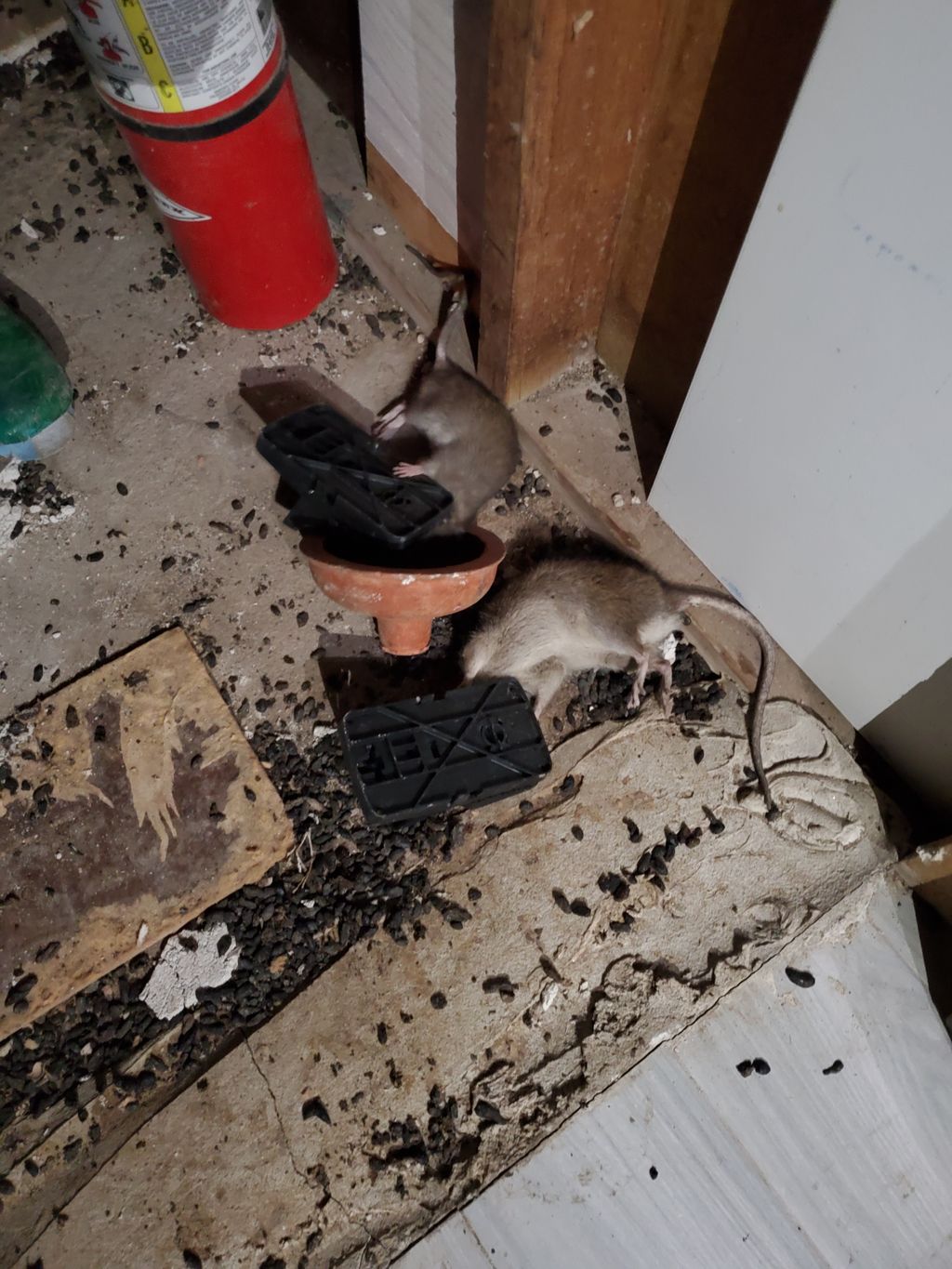 Rodent Clean Out service for basement 